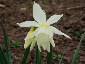 Multi headed and fragrant - Narcissus Thalia